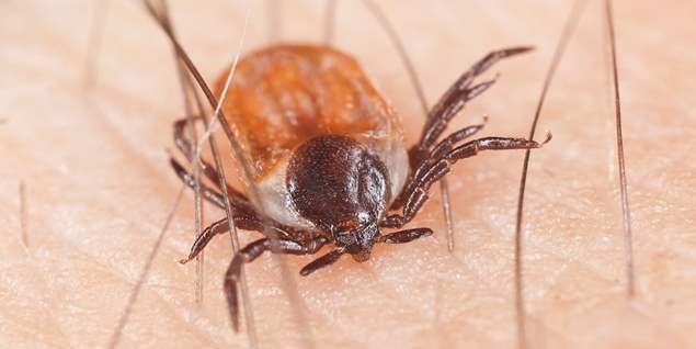 Lubbock Flea and Tick Services