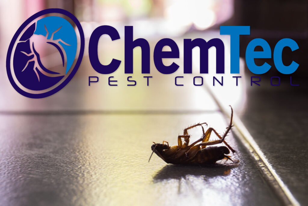 Lubbock Pest Control Services by ChemTec